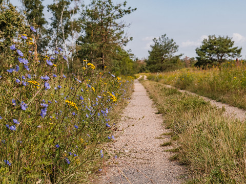 Wege durch die Gohrischheide