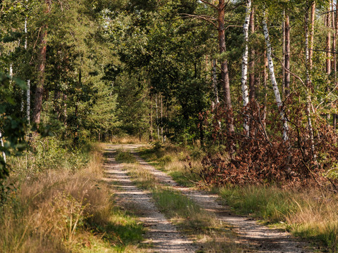Wege durch die Gohrischheide
