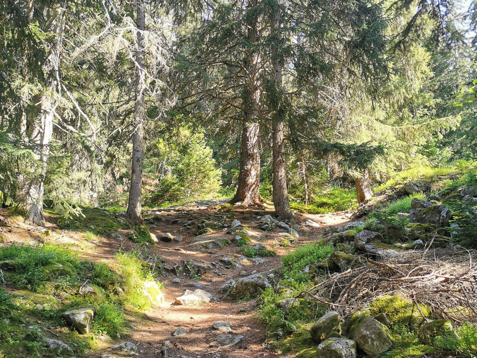 Waldweg