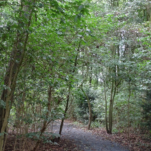 Bürgerpark Ovelgönne