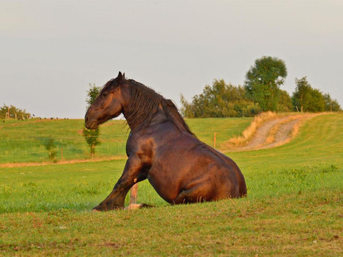 Ausruhen nach der Kutschfahrt