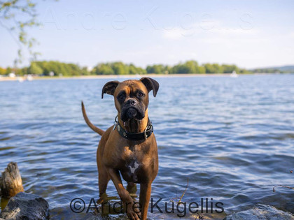 Hunde-Badestelle auf der Insel im Salzgittersee