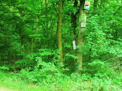 Wanderwege Salzgitter-Bad, Fortgang Hauptweg 2 bis 5