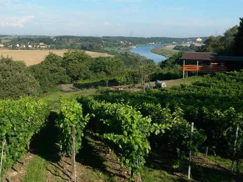 Bild #2 Weinberg_bearb