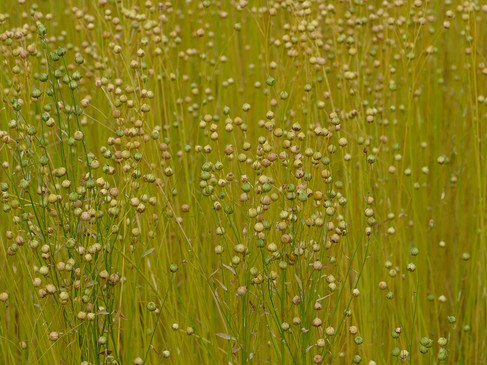 flax-7452576_1280.jpg