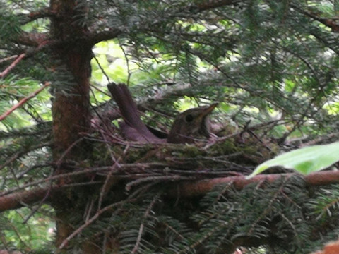 Ein gefiederter Gast