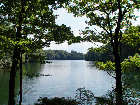 Neyetalsperre Ein ruhiger See, umrahmt von Bäumen, spiegelt den blauen Himmel wider. Eine idyllische Naturkulisse.