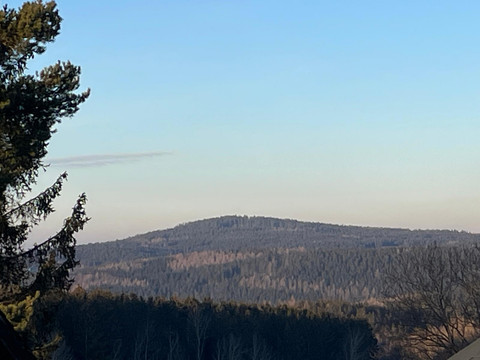 Waldblick