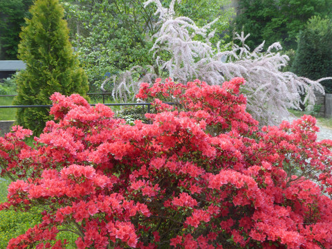 ein blühendes Paradies