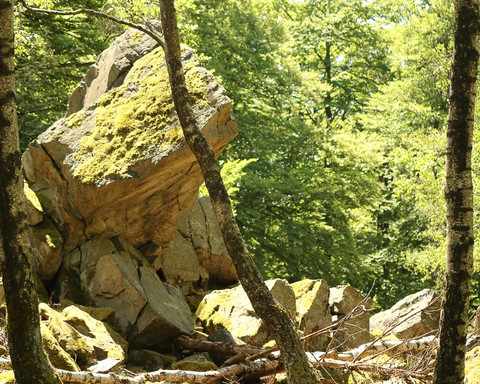 Wüstegarten Mausefalle