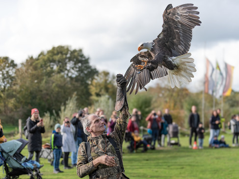 ® Franz Frieling_Greifvogelvorführung (1).jpg
