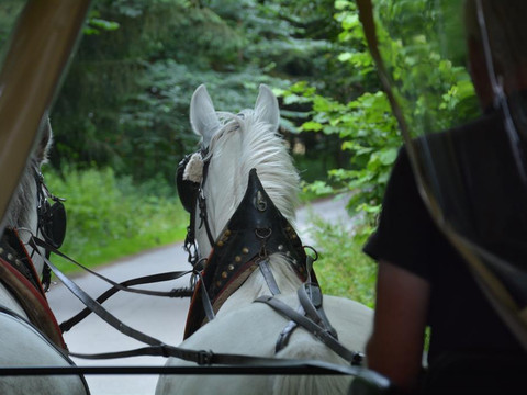 Fahrt mit der Pferdekutsche