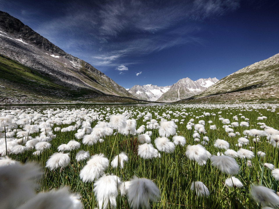 Märjelensee-Blumen-Sommer-Aletsch-Arena-11-(c)Hube