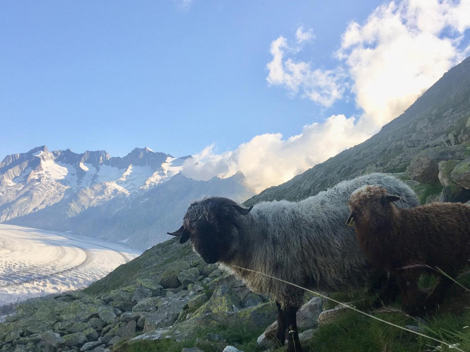 Rundwanderung vom Bettmerhorn via Märjelensee zur Bettmeralp