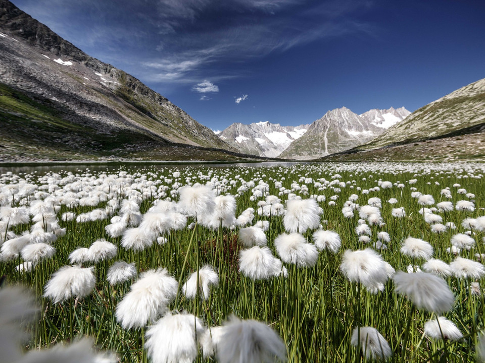 Märjelensee, Blumen, Eggishorn, Fiescheralp