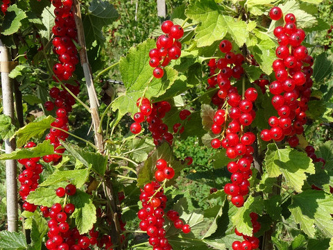 Johannisbeeren auf der Bio-Plantage