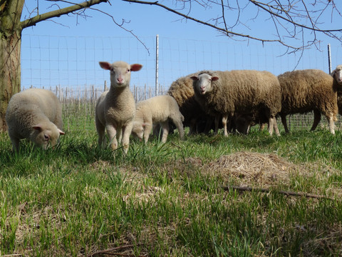 Unsere Lämmer auf der Weide