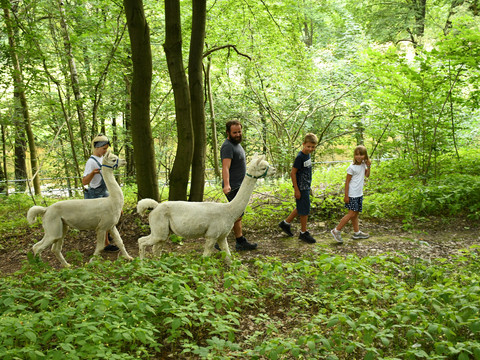 Alpakawanderung durch herrliche Natur