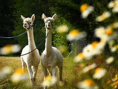 Alpakas bereit zum Wandern