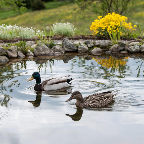 Wildenten auf unserem Teich