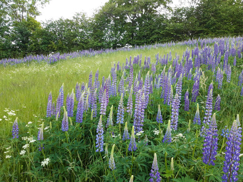 20210611_202136_resized