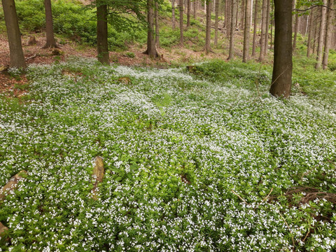 20210609_083800_resized