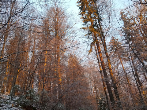 Winterwald