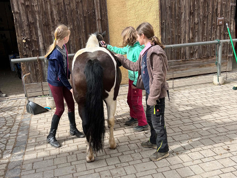 Unsere tierischen Mitbewohner