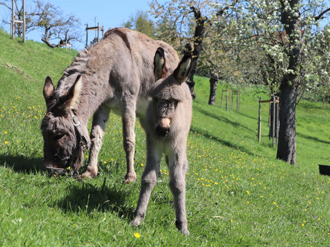 Eselfamilie