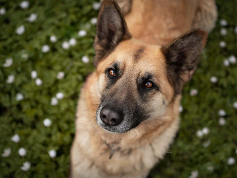 Schäferhund Sina