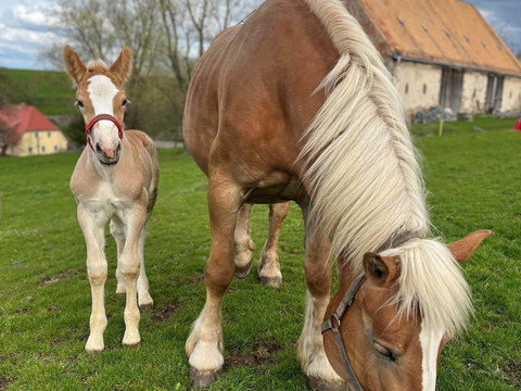 Pferde Elina und Odin