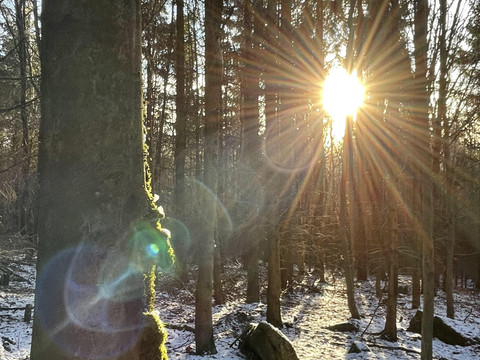 Lichtblick im Wald