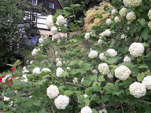 Der Ferienhof inmitten von blühenden Hortensien