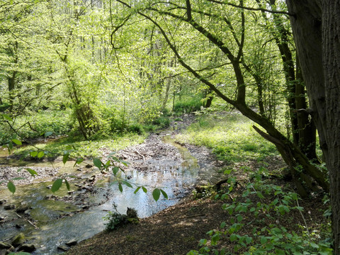 Alte Dombach <p>Kleiner Bach fließt durch grünen Wald mit dichtem Blätterdach und Sonnenlicht, das den Boden erhellt.</p>