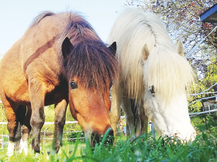 Knaus Campingpark Wingst Ponys