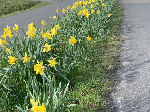 Foto Uelsen blüht auf.jpg