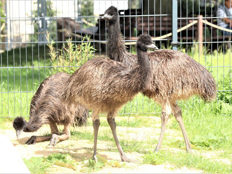 Emu - Tierpark Hirschfeld