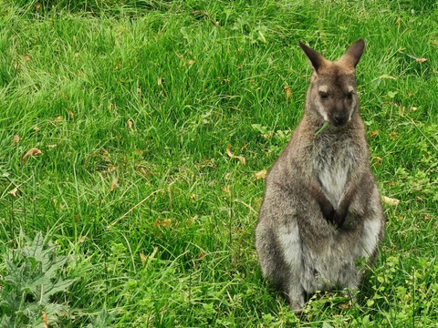 Bennettkaenguru - Tierpark Hirschfeld