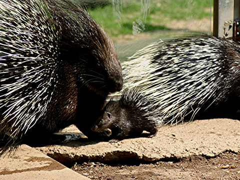 Weißschwanzstachelschweine - Tierpark Hirschfeld