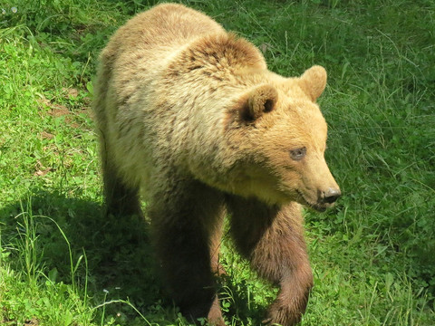 Bärin "Anna" - Tierpark Hirschfeld