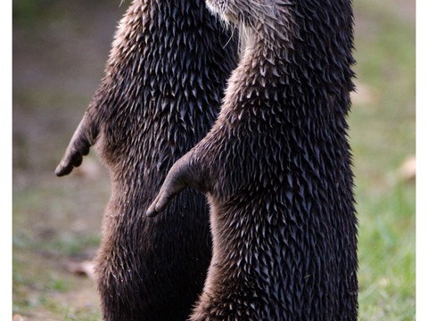 Zwergotter - Tierpark Hirschfeld