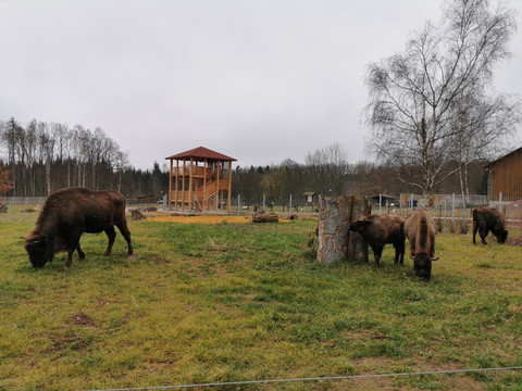Wisentanlage - Tierpark Hirschfeld