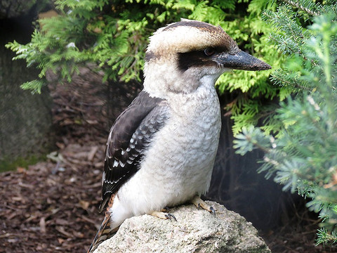 Lachender Hans "Hanny" - Tierpark Hirschfeld