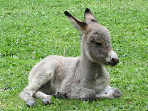 Eselchen - Tierpark Hirschfeld