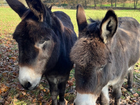 Esel Zwei Esel stehen auf einer herbstlichen Wiese, umgeben von Laub und Bäumen im Hintergrund.