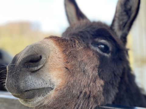 Esel Der Kopf eines braunen Esels mit freundlichem Blick schaut über einen Holzzaun in die Kamera.