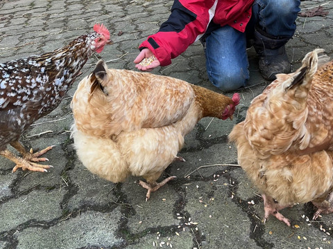 Hühner Kind in roter Jacke füttert vier Hühner auf einem gepflasterten Boden mit Körnern aus seiner Hand.