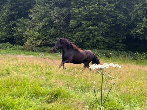 Pferd Ein schwarzes Pferd galoppiert energiegeladen über eine grüne Wiese, umgeben von dichtem Wald.