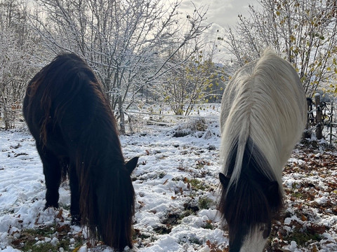 Pferde Winter Zwei Pferde fressen Gras auf einer winterlichen, schneebedeckten Wiese, umgeben von kahlen Bäumen.