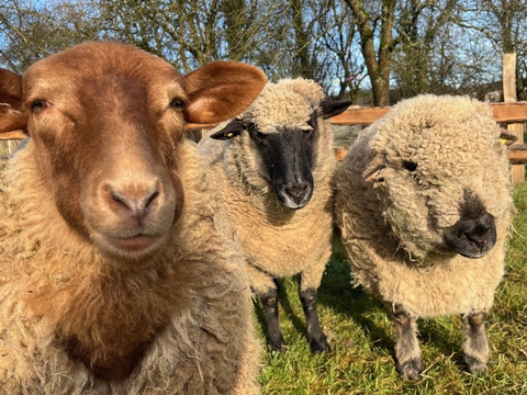 Schafe Drei Schafe auf einer grünen Wiese, eines braun und die anderen zwei grau, mit Bäumen im Hintergrund.